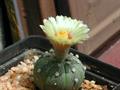 Astrophytum asterias